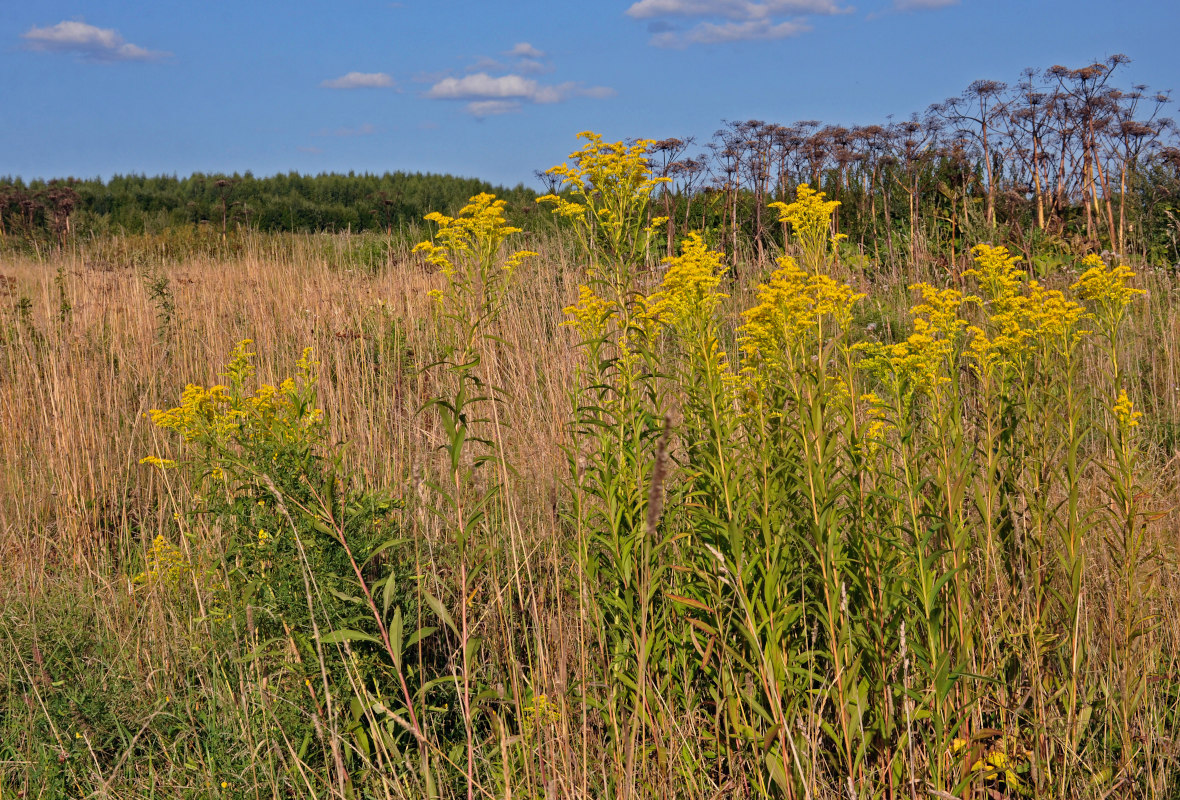 Image of Solidago canadensis specimen.