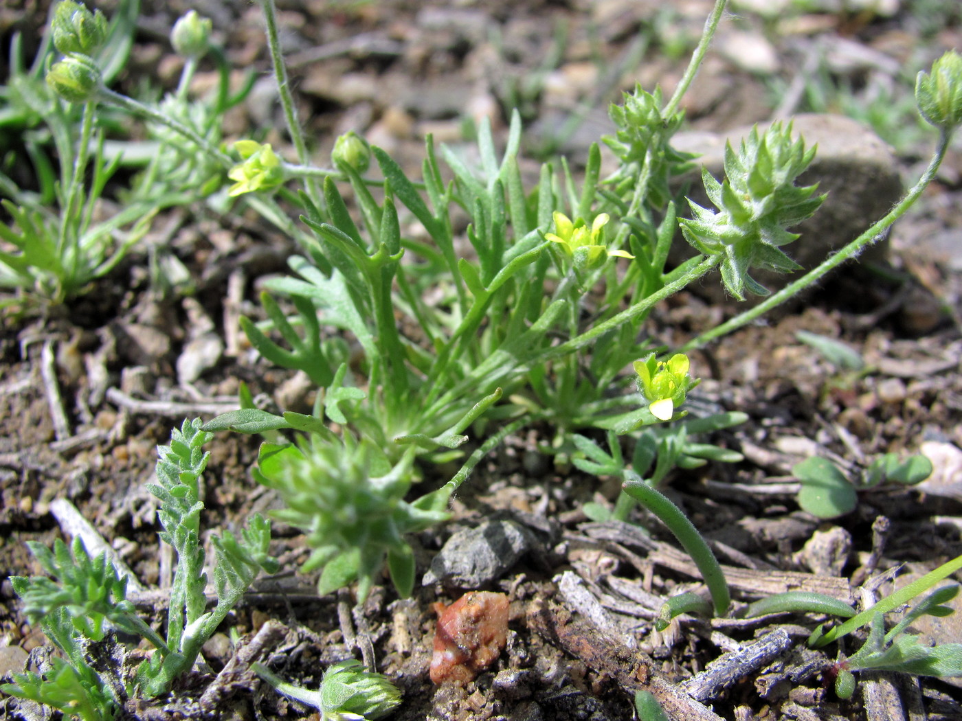 Изображение особи Ceratocephala orthoceras.