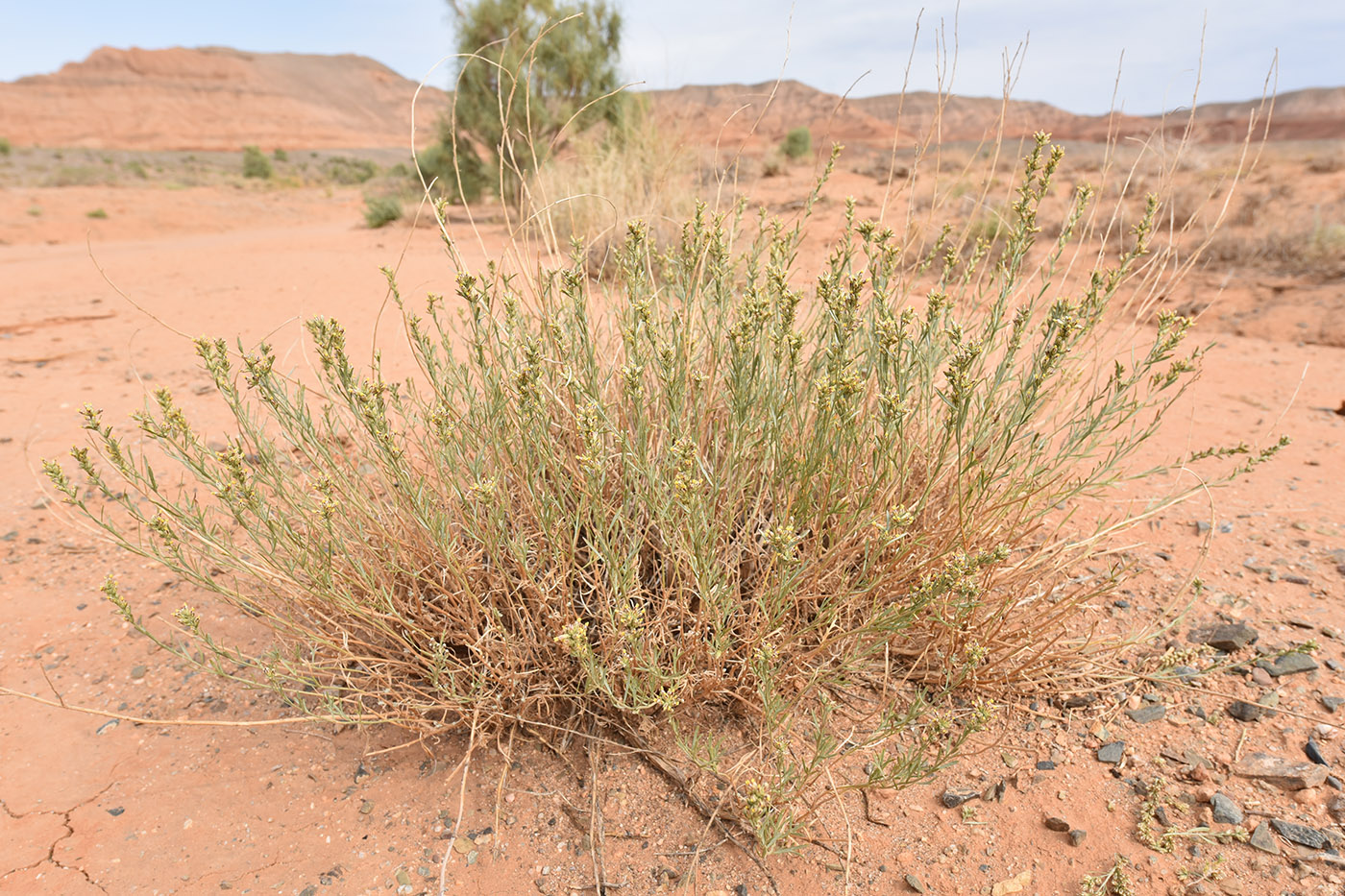 Image of Artemisia juncea specimen.