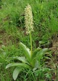 Orchis punctulata подвид adenocheila. Цветущее растение на нагорном лугу. Азербайджан, Ярдымлинский р-н. 14.04.2010.