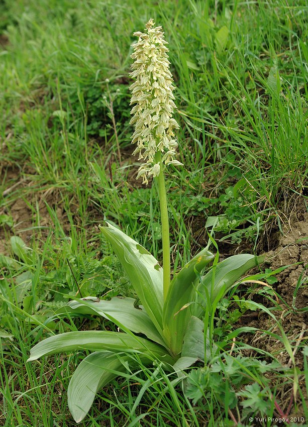 Image of Orchis punctulata ssp. adenocheila specimen.