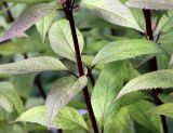 Eupatorium purpureum