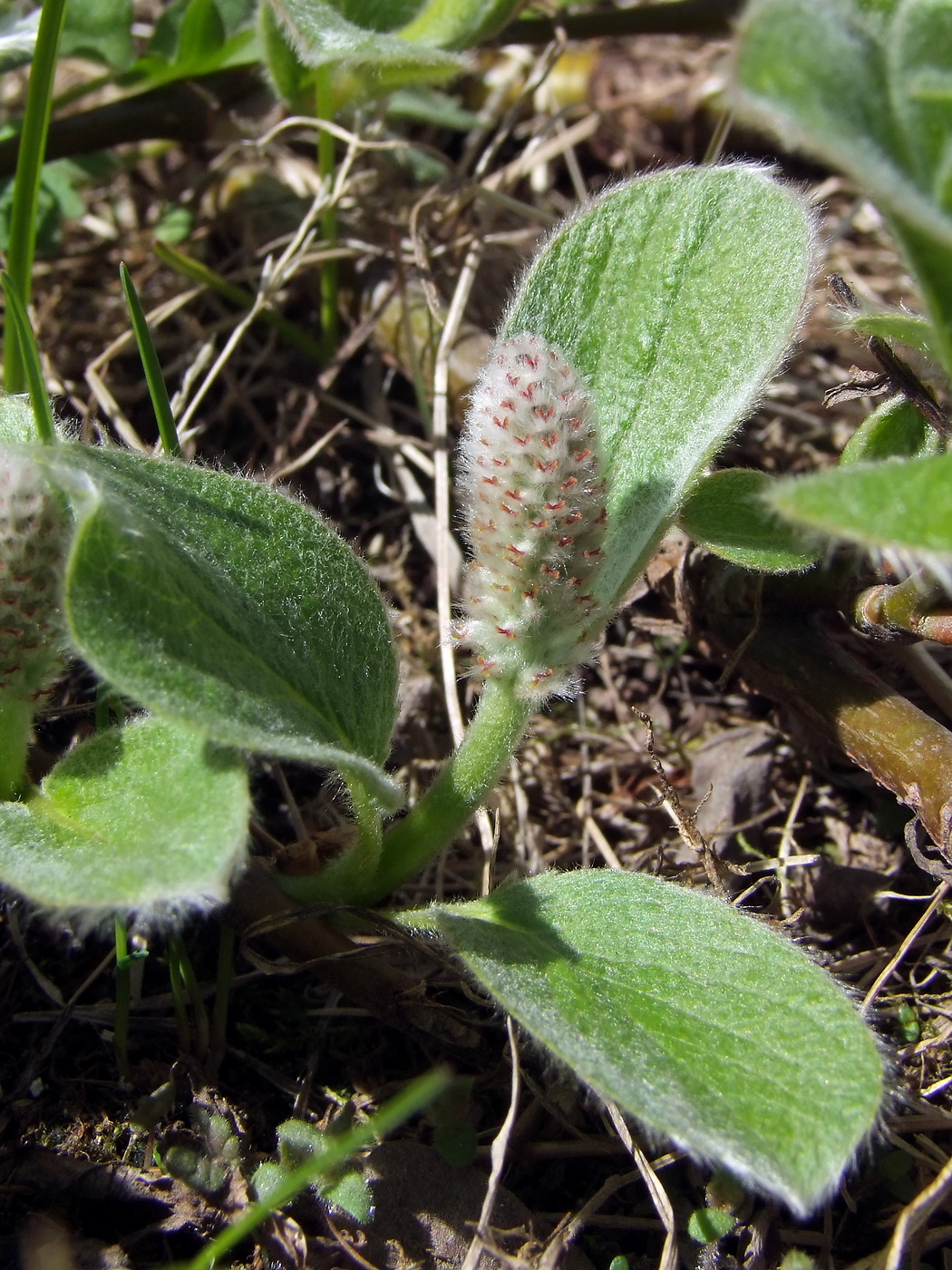 Изображение особи Salix crassijulis.