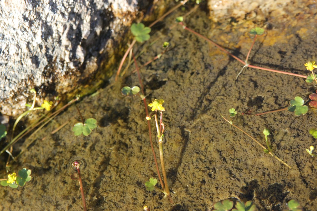 Изображение особи Ranunculus natans.