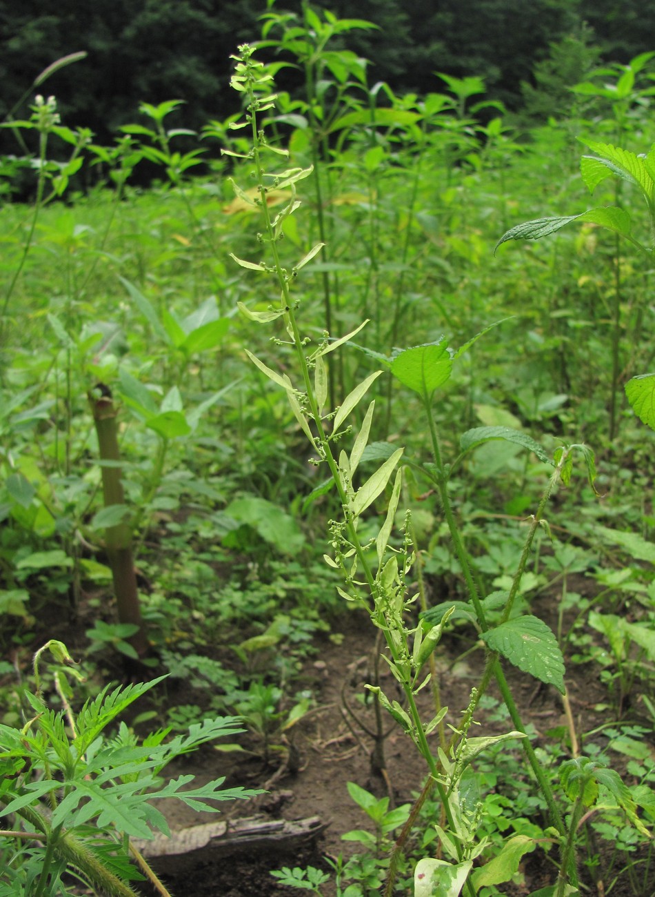 Изображение особи Lipandra polysperma.