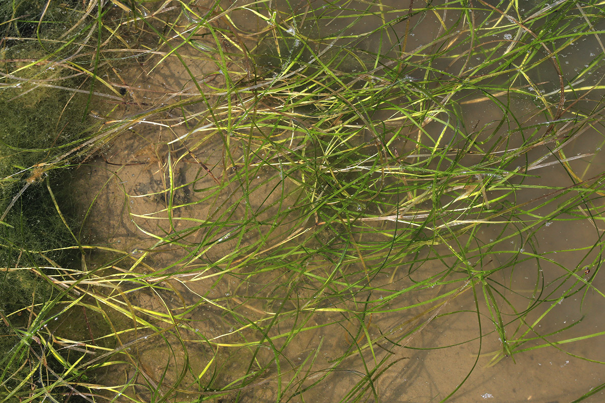 Зостера цена. Zostera японская. Зостера взморник. Руппия морская. Zostera japonica MH.