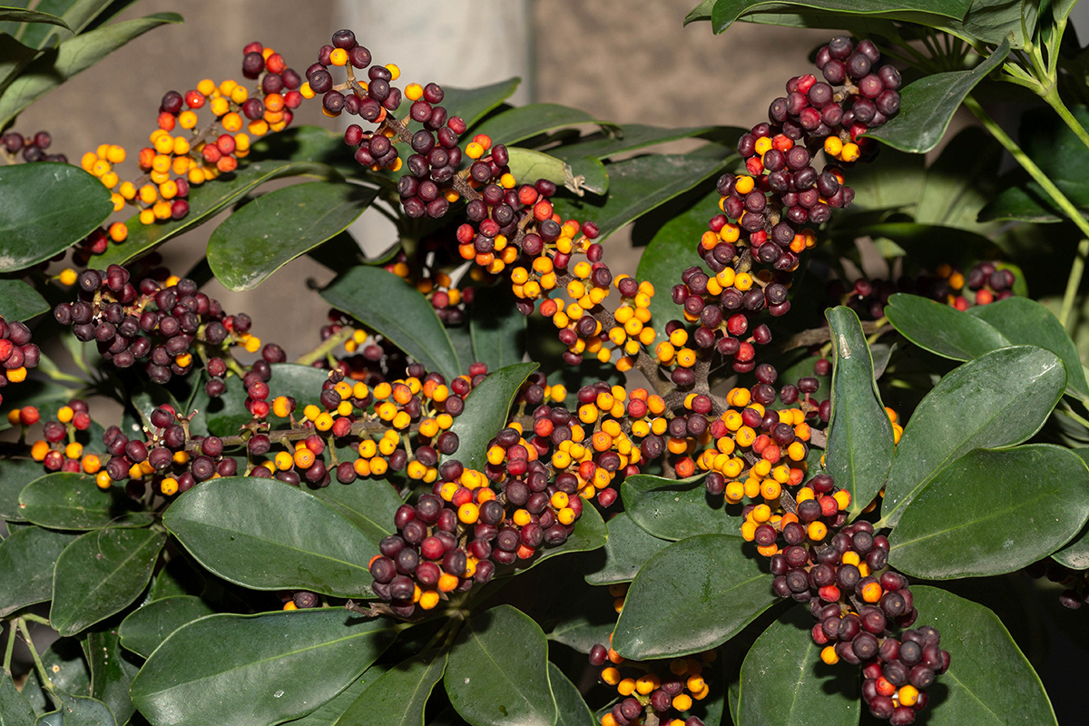 Image of Heptapleurum arboricola specimen.