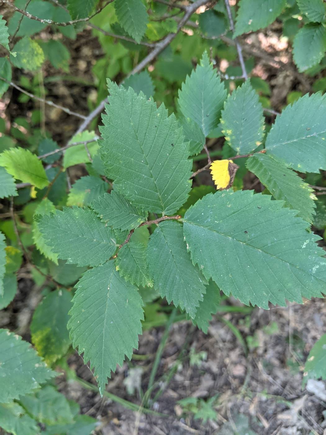 Image of Ulmus minor specimen.