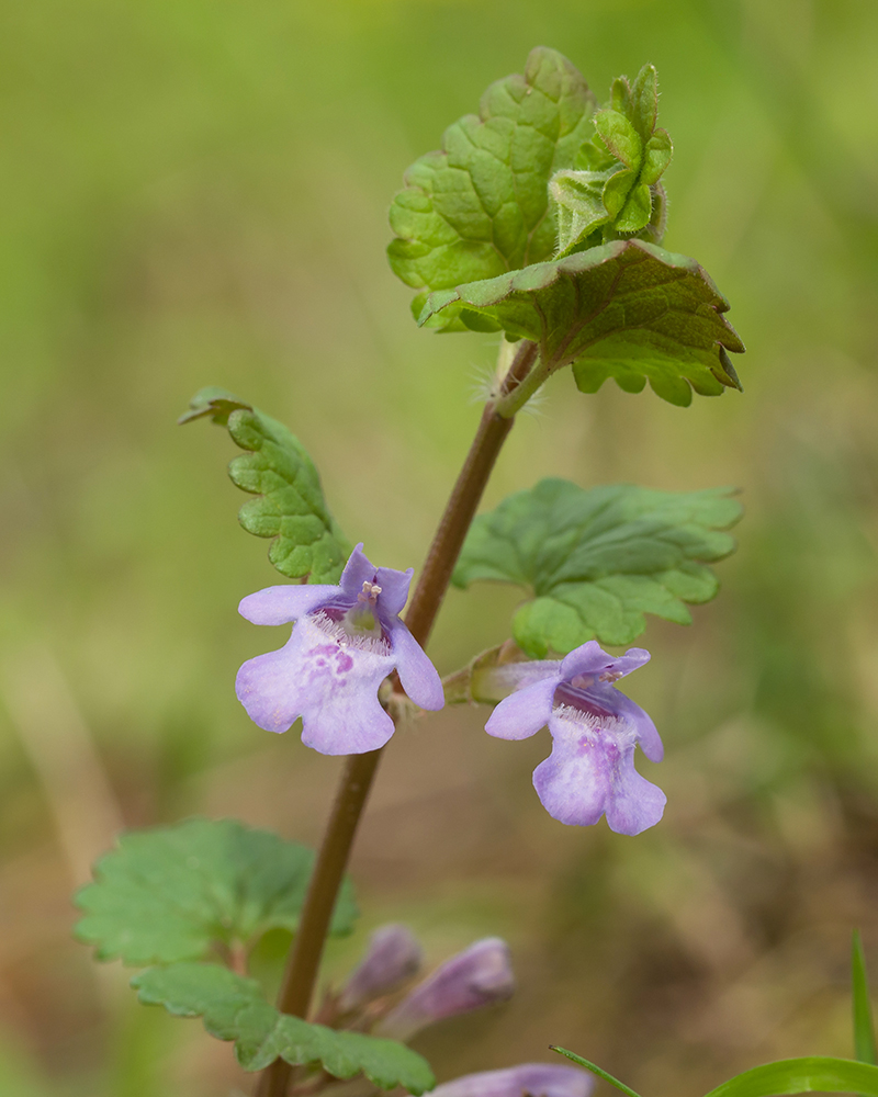 Image of Glechoma hederacea specimen.