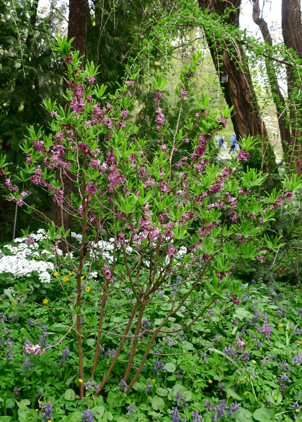 Image of Daphne mezereum specimen.