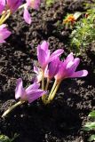 Colchicum speciosum. Цветущие растения. Томская обл., г. Томск, Академгородок, в культуре. 05.10.2021.