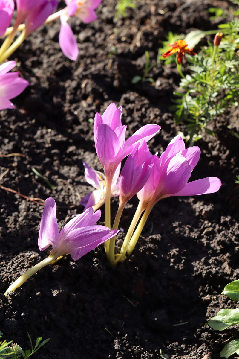 Изображение особи Colchicum speciosum.