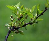 Image of taxon representative. Author is Виталий Гуменюк