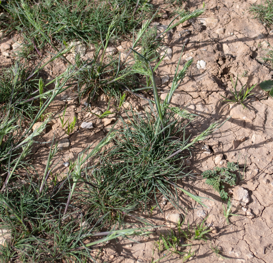 Image of Poa bulbosa specimen.