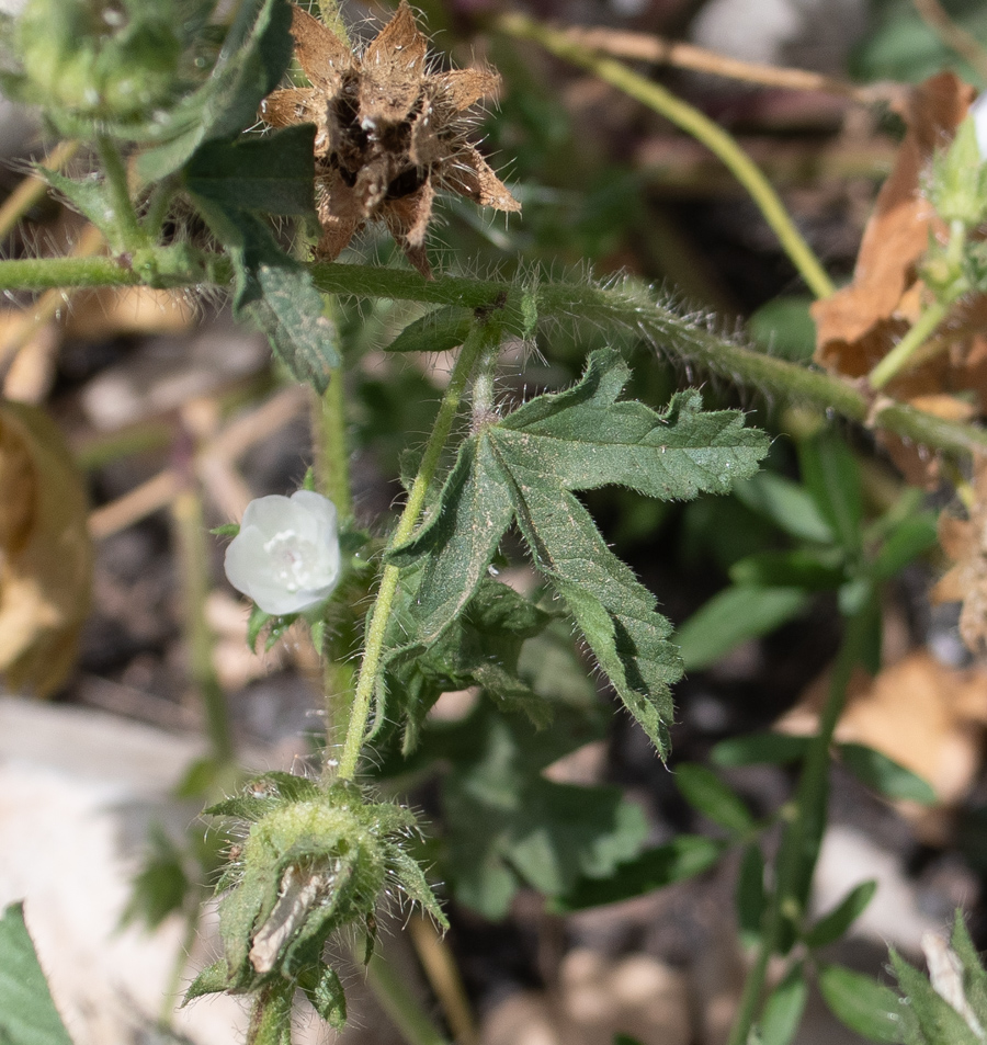 Image of Malva setigera specimen.