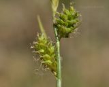 Carex pseudosabynensis