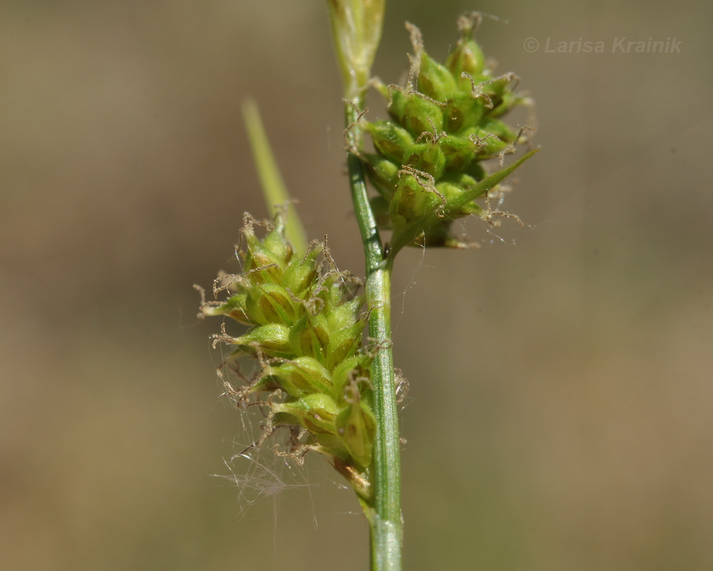Изображение особи Carex pseudosabynensis.