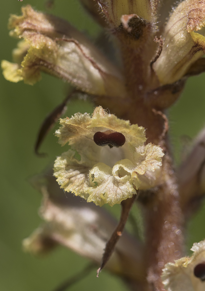 Image of Orobanche alba specimen.