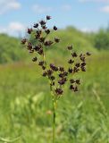 Juncus atratus