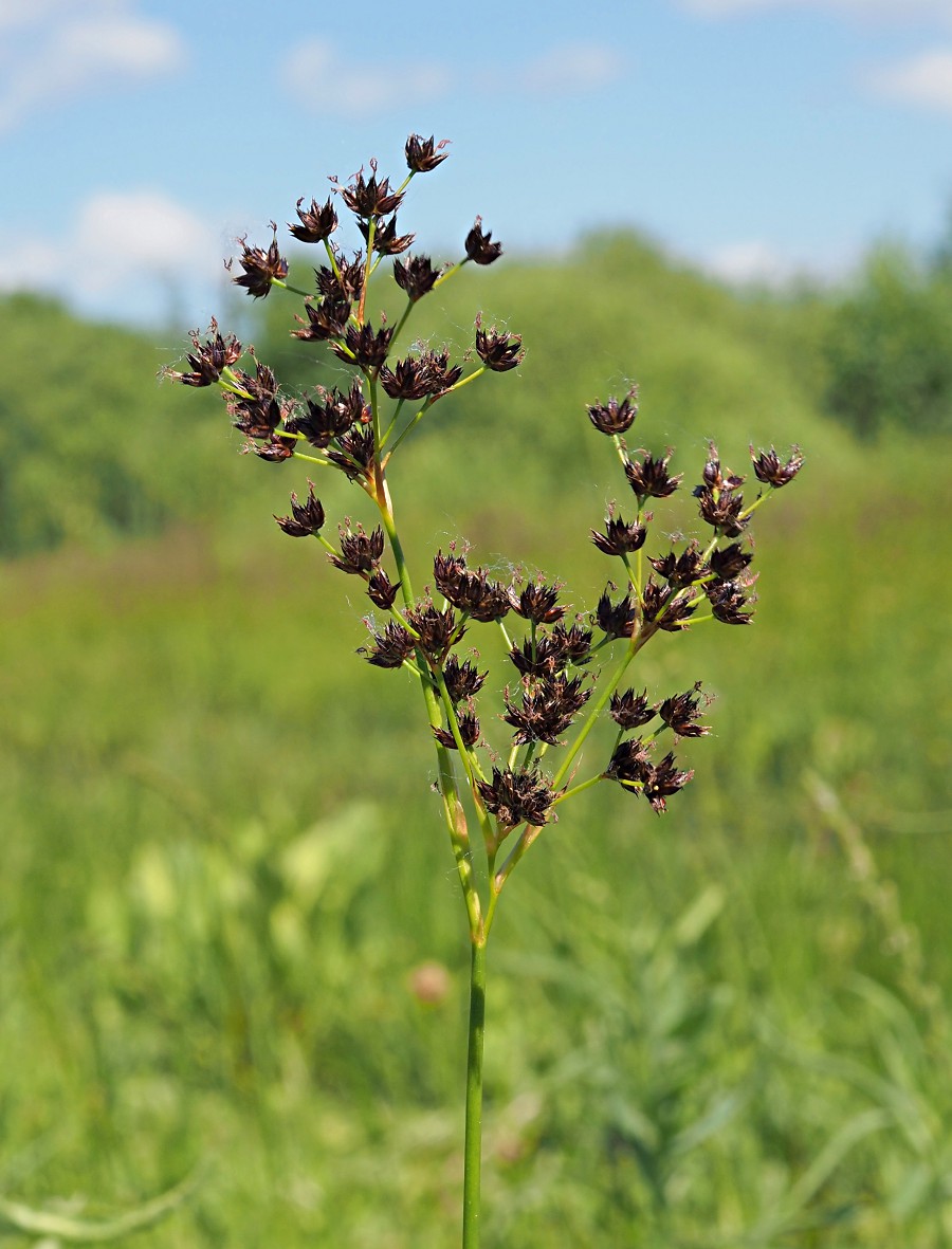 Изображение особи Juncus atratus.