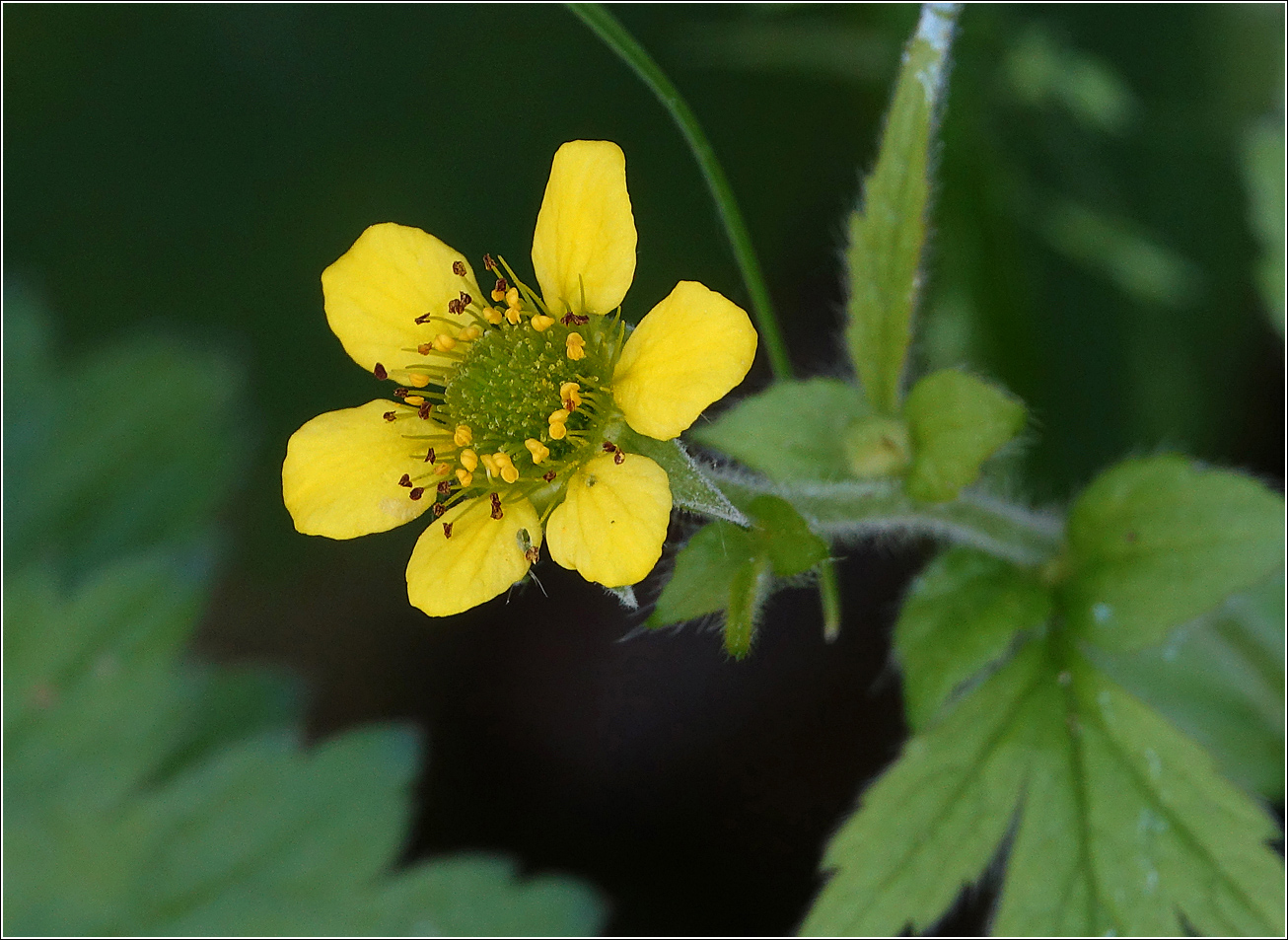 Изображение особи Geum urbanum.