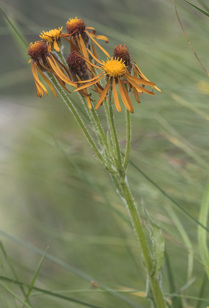 Image of Tephroseris caucasigena specimen.