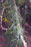 genus Vanilla. Вегетирующее растение. Папуа Новая Гвинея, регион Момасе, провинция Восточный Сепик, река Юэт, деревня Kanduanum. 27.08.2009.