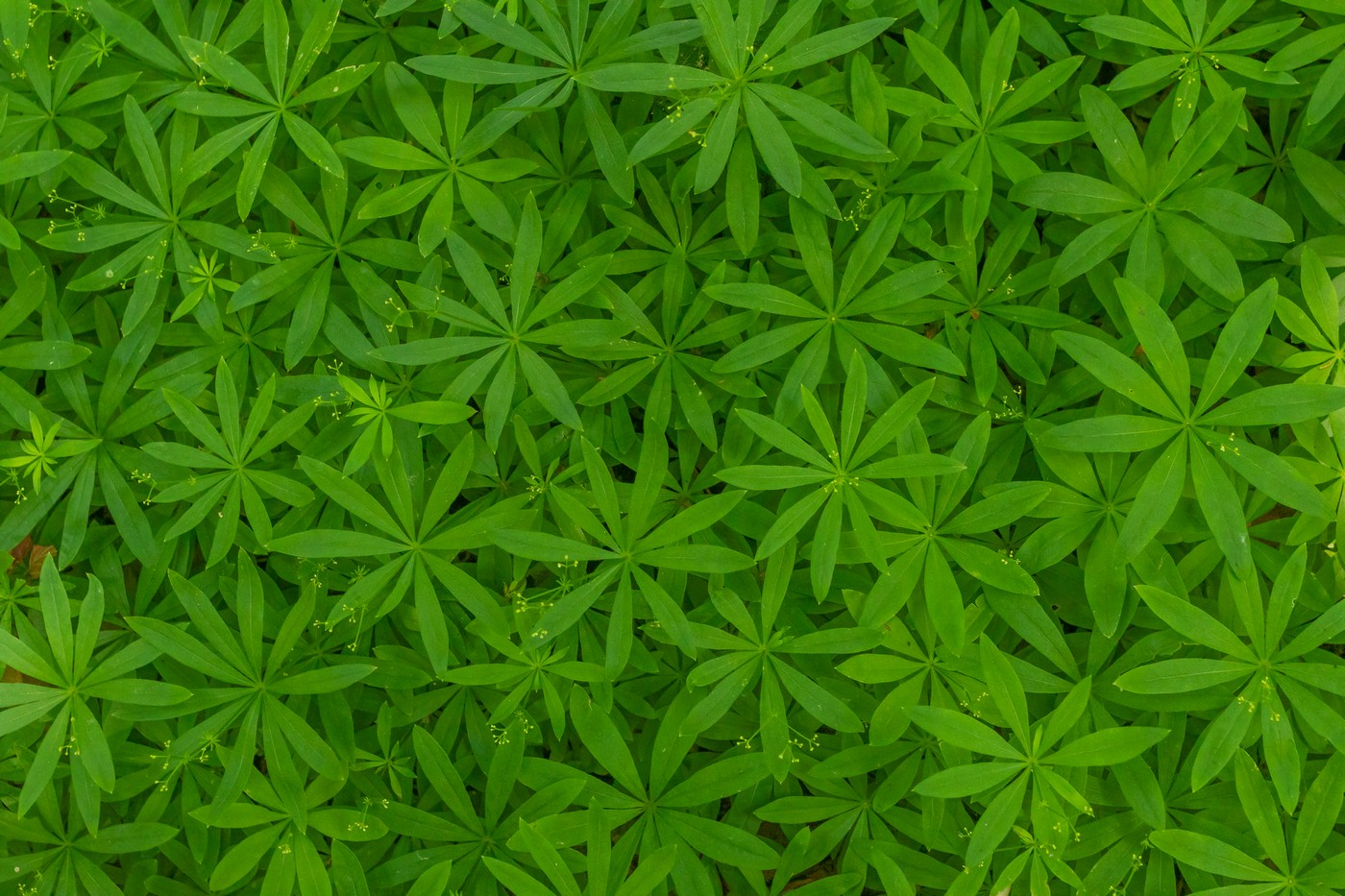 Image of Galium odoratum specimen.