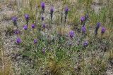 Astragalus onobrychis. Цветущее растение. Казахстан, Акмолинская обл., Тенгиз-Кургальджинская впадина, Кургальджинский запов., степь. 17 июня 2022 г.