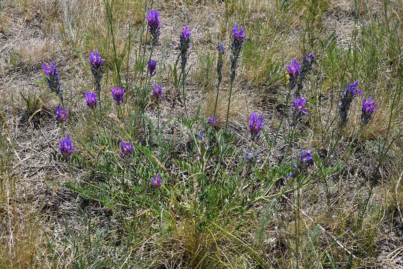 Image of Astragalus onobrychis specimen.