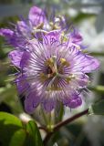 Passiflora foetida. Цветок. Израиль, г. Бат-Ям, на спуске к морю. 21.09.2022.
