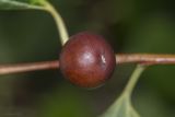 Celtis glabrata