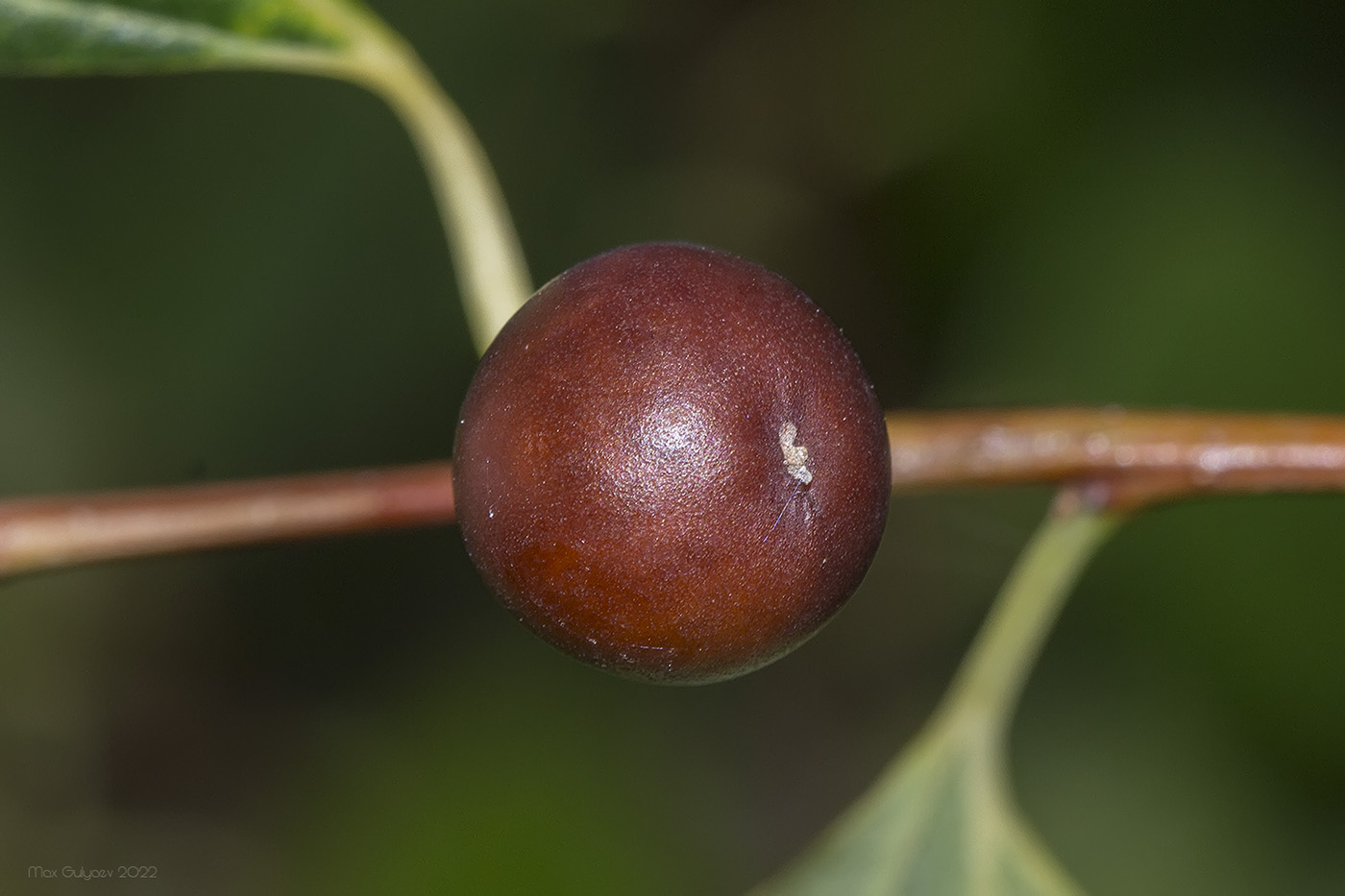 Image of Celtis glabrata specimen.