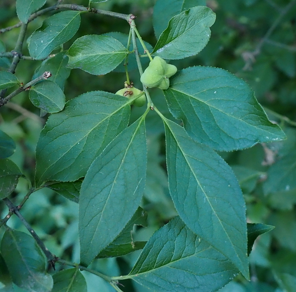 Image of Euonymus europaeus specimen.