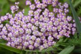 Achillea millefolium. Соцветия и лист. Республика Ингушетия, Джейрахский р-н, подножие башенного комплекса Бархане. 22 июня 2022 г.