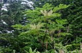 Aralia elata