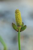 Equisetum ramosissimum. Верхушка побега со стробилами. Ростовская обл., Неклиновский р-н, окр. хут. Мержаново, прибрежная полоса. 12.07.2022.