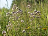 Origanum vulgare