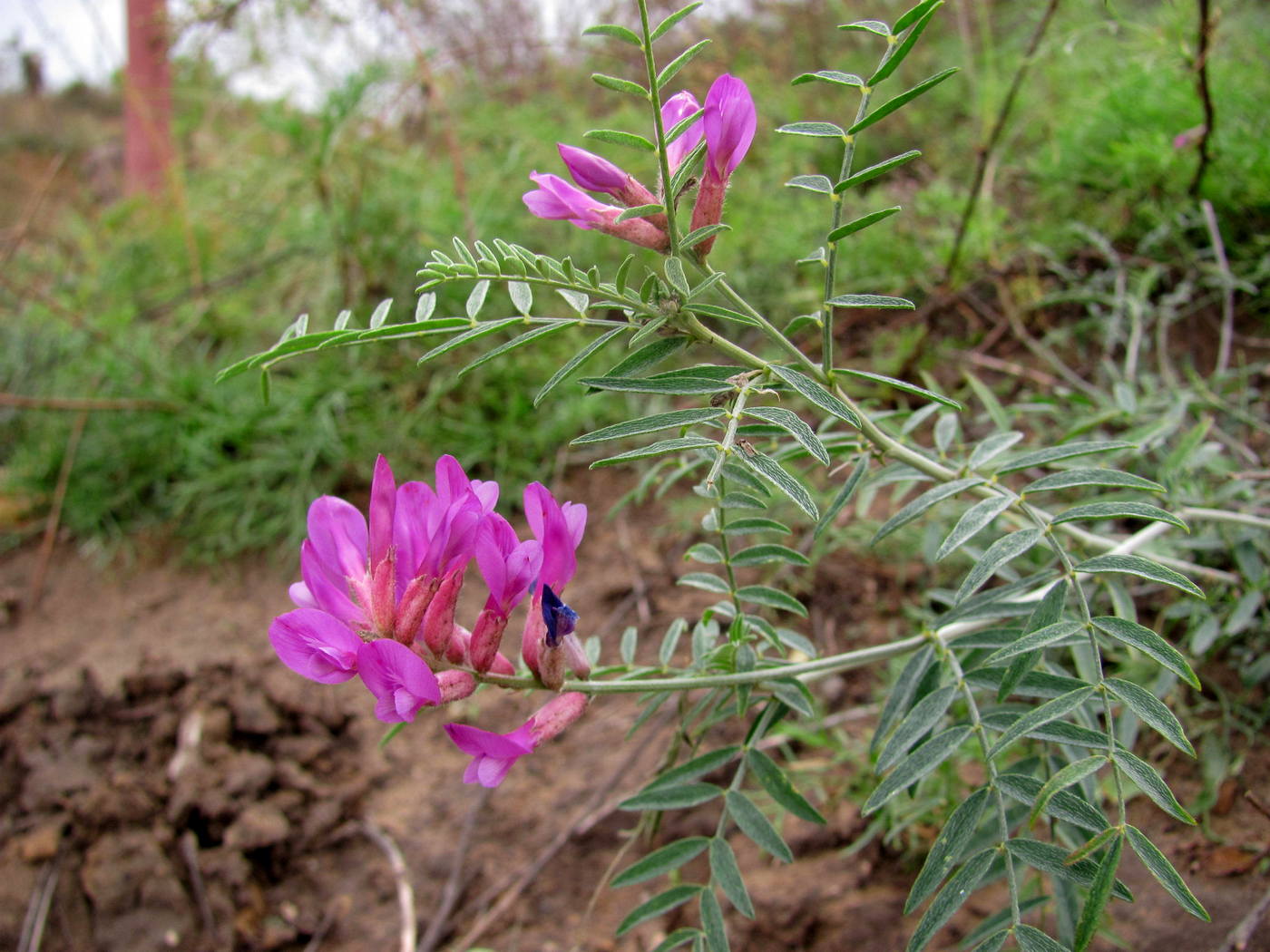 Image of Astragalus varius specimen.