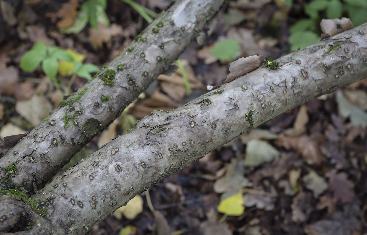 Изображение особи Eleutherococcus trifoliatus.