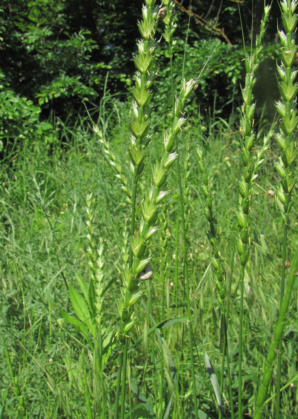 Изображение особи семейство Poaceae.