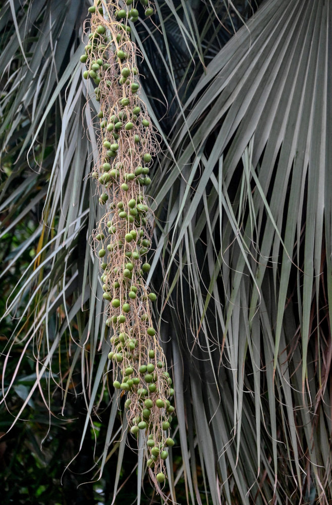 Image of Washingtonia robusta specimen.