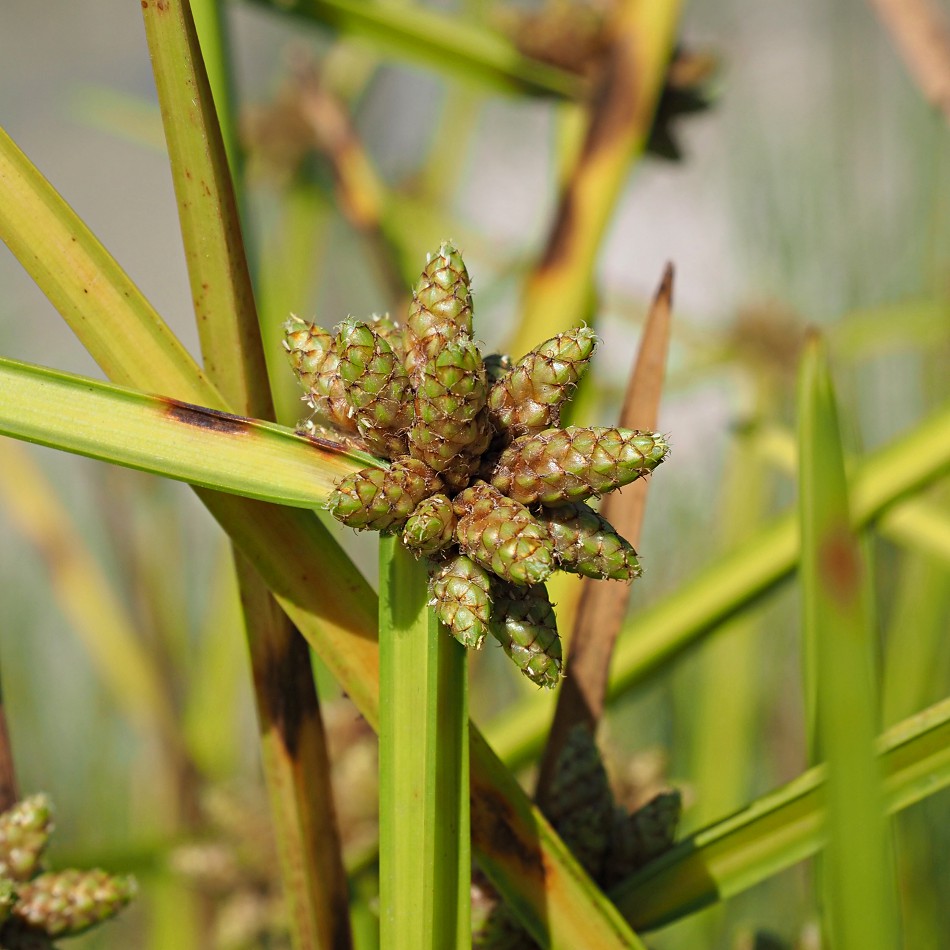 Image of Schoenoplectiella mucronata specimen.