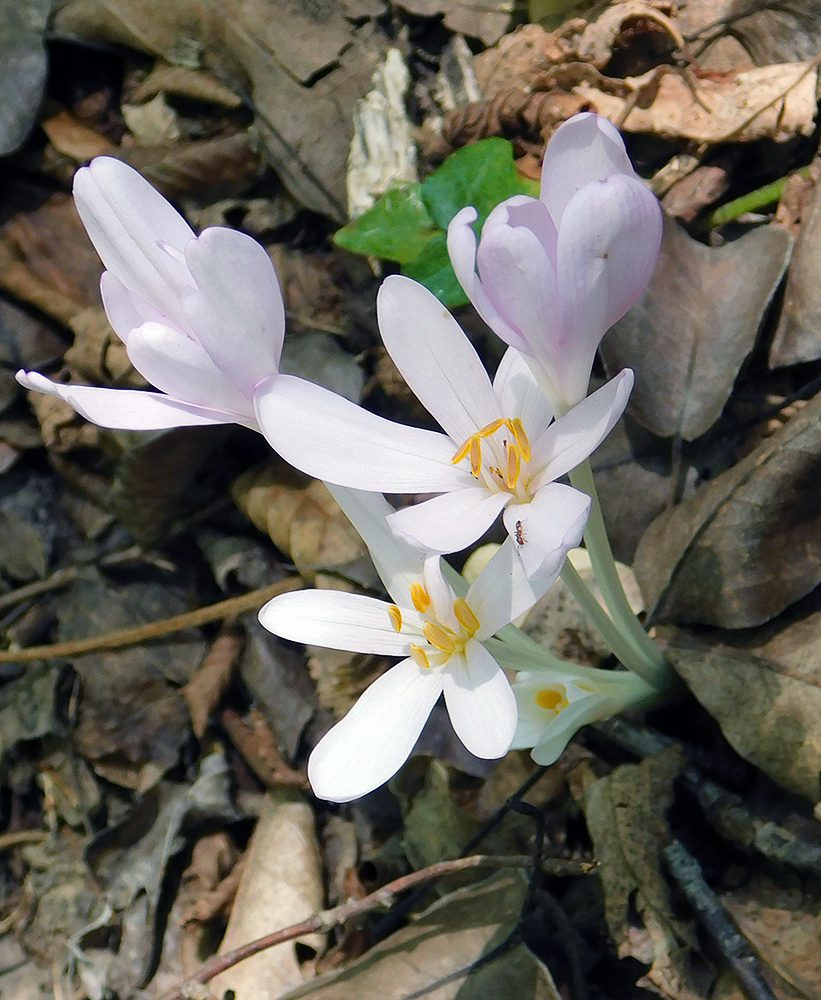 Image of Colchicum umbrosum specimen.