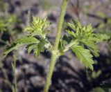 Potentilla norvegica. Часть побега. Пермский край, г. Пермь, Кировский р-н, газон. 02.07.2022.