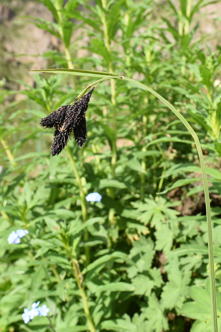 Image of Carex aterrima specimen.