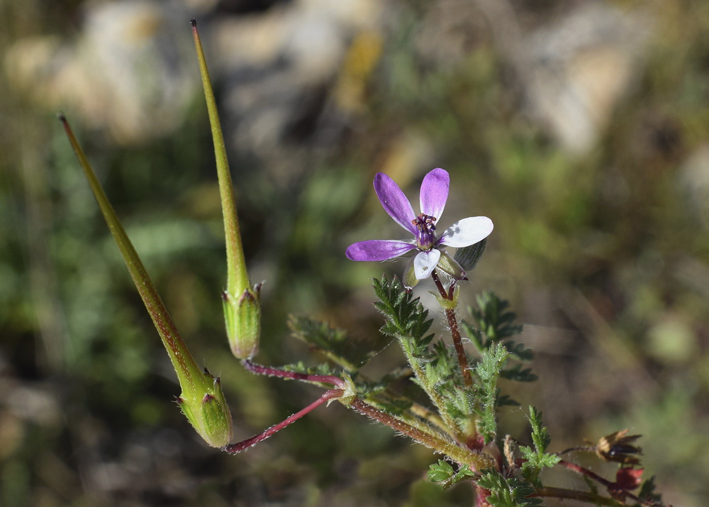 Изображение особи Erodium cicutarium.