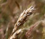 genus Bromus