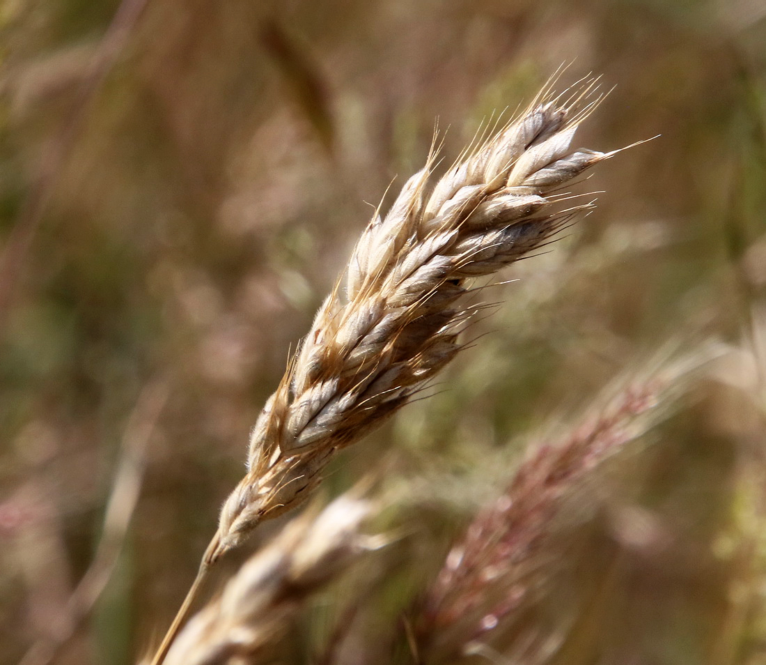 Изображение особи род Bromus.