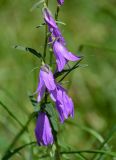 Campanula rapunculoides. Часть соцветия. Армения, обл. Лори, окр. г. Алаверди, монастырь Санаин, ≈ 1000 м н.у.м., луг. 24.06.2022.